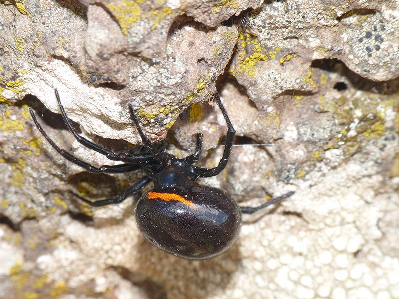 Steatoda paykulliana dalla Sardegna